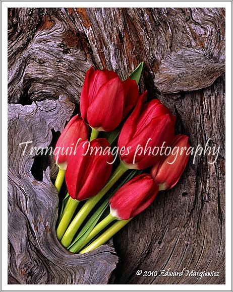 450659A  Red tulips and driftwood
